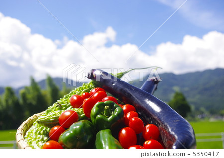 新鮮的夏天菜有夏天天空背景 新鮮的夏天菜有夏天天空背景 5350417