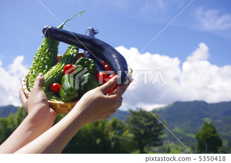 新鮮蔬菜有夏天天空背景 新鮮蔬菜有夏天天空背景 5350418