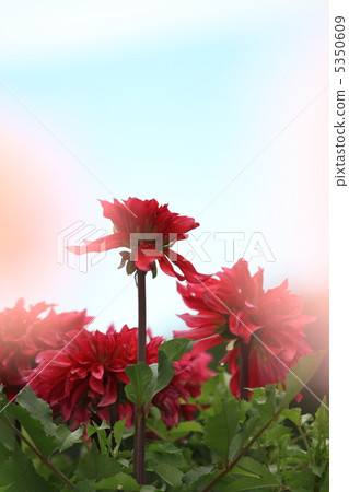 Dahlia Dahlia 5350609