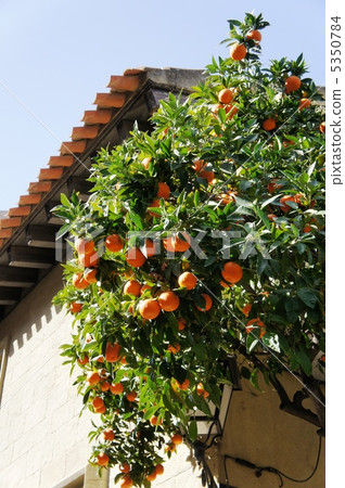 Spain Barcelona Orange Tree 5350784