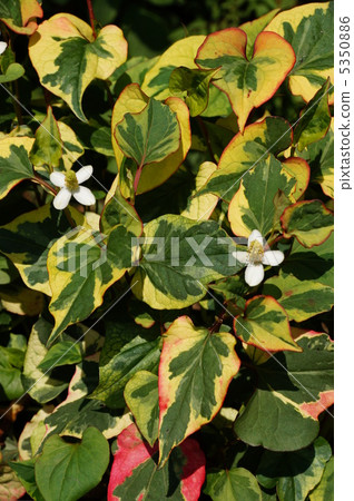 Dokudami花（變色龍） 5350886