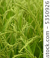 Rice field Rice field 5350926
