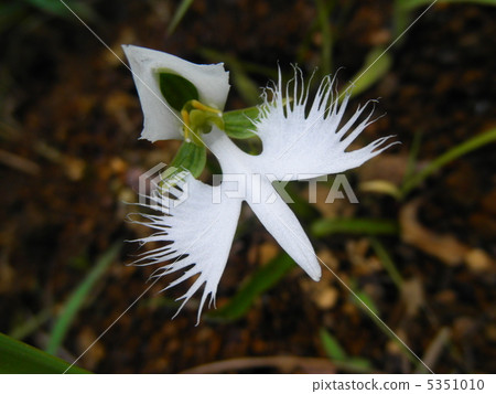 兰科(兰科花卉)