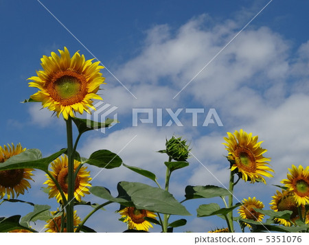 Aozora Himawari Horse 5351076