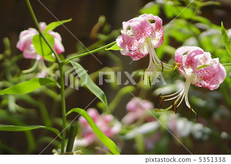 Yuriko Kanoko · Pink Yuriko Kanoko · Pink 5351338