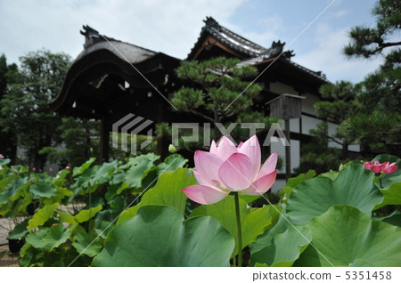 Lotus of King of Kyoto law Lotus of King of Kyoto law 5351458