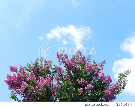 Crape myb (crape myrtle) Crape myb (crape myrtle) 5351484