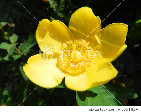 Kinshubai (Kaneitome) 5351814