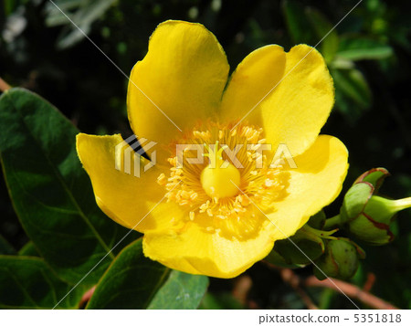 Kinshubai (Kaneitome) 5351818