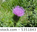 薊 5351843