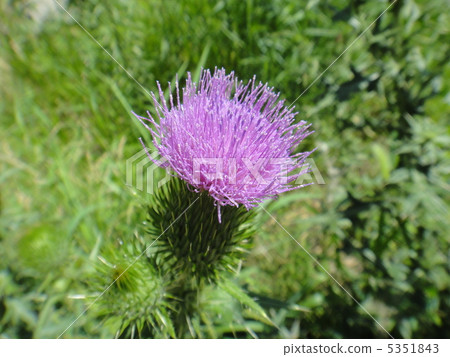 薊 5351843