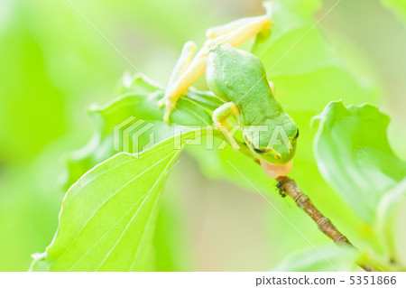 Japanese black frog 5351866