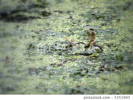 ANAX帕泰諾佩朱利葉斯 ANAX帕泰諾佩朱利葉斯 5351993