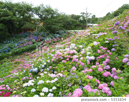 原來的溫泉·繡球花繡球花 5353834