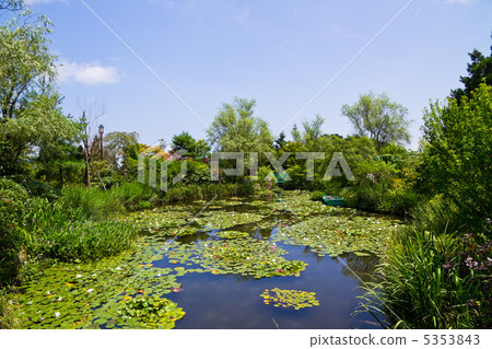 Water lily garden 5353843