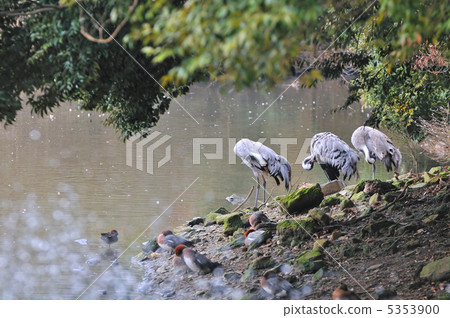 Flamingo Flamingo 5353900