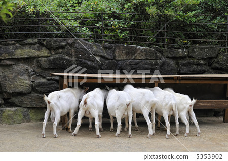 山羊的飲食 5353902