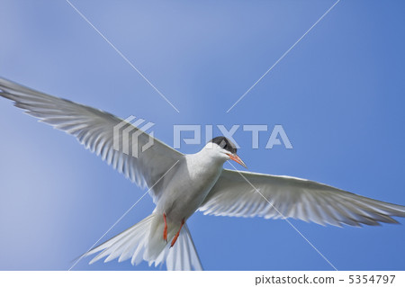 river tern in flight 5354797
