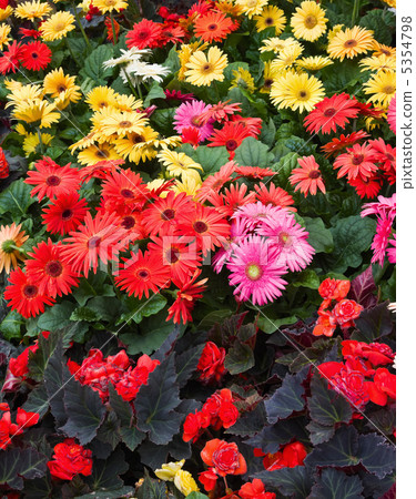 colorful flowers colorful flowers 5354798