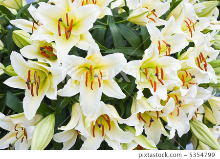 Lilies flowers Lilies flowers 5354799