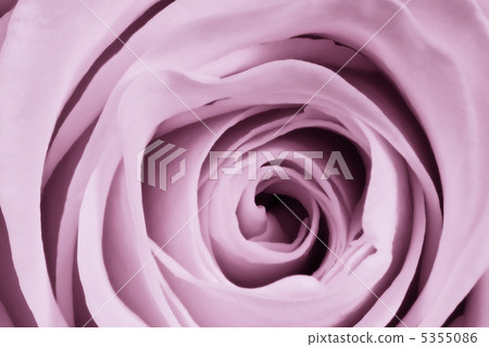 violet rose close up violet rose close up 5355086