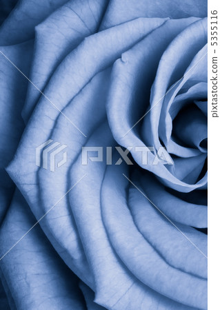 blue rose blue rose 5355116