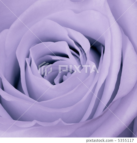 violet rose close up 5355117