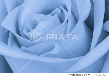 blue rose close up blue rose close up 5355182