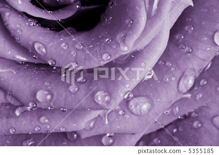 violet rose 5355185
