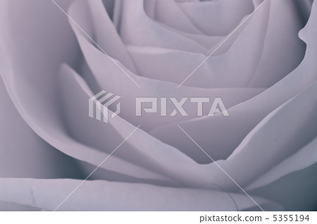 rose macro rose macro 5355194