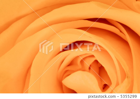 orange rose close up orange rose close up 5355299