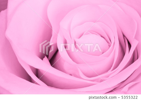 pink rose close up pink rose close up 5355322