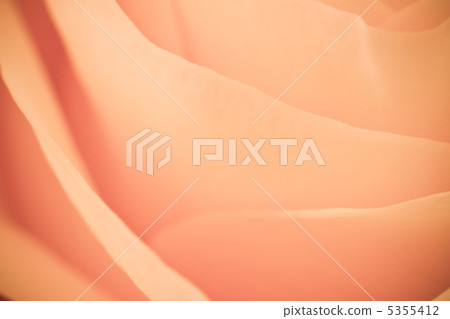 orange rose macro 5355412