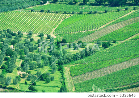 Typical Tuscan landscape 5355645