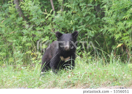 Asian black bears 5356051