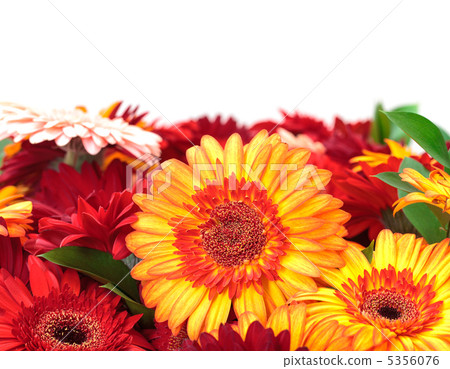 Vibrant Colorful Daisy Gerbera Flowers 5356076