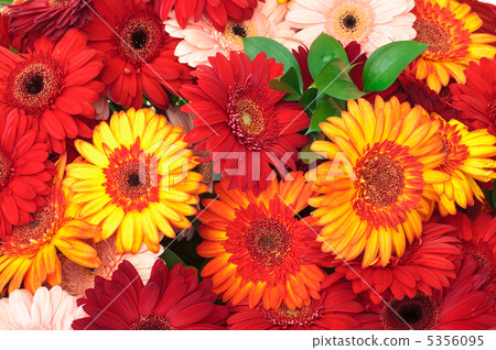 Vibrant Colorful Daisy Gerbera Flowers Vibrant Colorful Daisy Gerbera Flowers 5356095