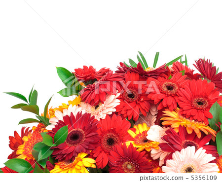 Vibrant Colorful Daisy Gerbera Flowers Vibrant Colorful Daisy Gerbera Flowers 5356109