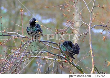 Spring starlings Spring starlings 5357649