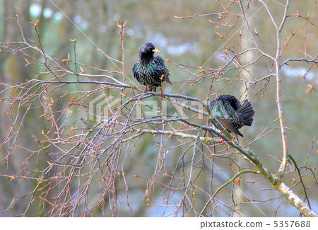 Spring starlings 5357688