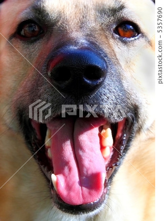 dog smile 5357690