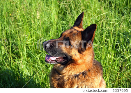 German shepherd German shepherd 5357695