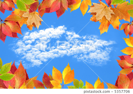 autumn leaves against the sky 5357706