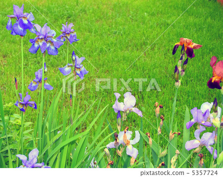 iris flowers iris flowers 5357724