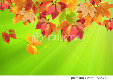 autumn leaves 5357802