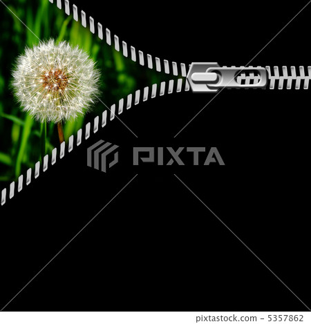 dandelion in the grass and zipper dandelion in the grass and zipper 5357862
