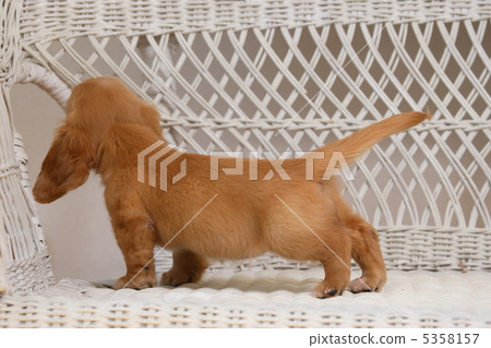 Miniature dachshund dog puppy Miniature dachshund dog puppy 5358157