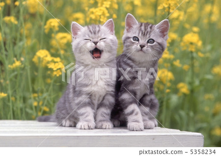 Two American American short hair kitten playing in the garden 5358234