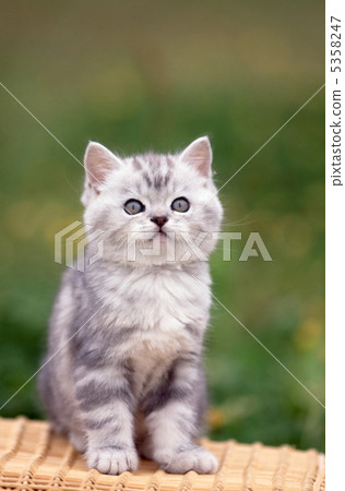 美國短髮小貓在公交車上得到 5358247