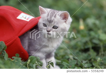 紅色帽子和美國短髮小貓 5358249